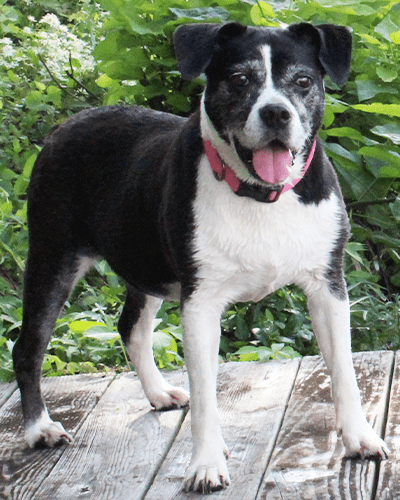 molly here molly girl marketing firm auburn alabama opelika logo branding social media website development