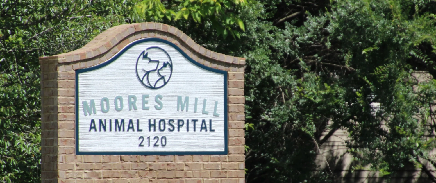 moores mill animal hospital here molly girl marketing firm auburn alabama opelika logo branding social media website development